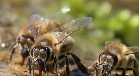 野生蜜蜂怎样收捕回家养 野生蜜蜂怎么收回家养
