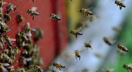 蜜蜂养殖的基本知识（蜜蜂养殖基础知识）