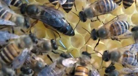工蜂产卵的原因及处理方法 蜜蜂工蜂产卵怎么办