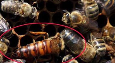 东北黑蜂有毒吗 东北黑蜂的盗性强吗