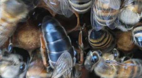 东北黑蜂的蜂种有哪四个特点 东北黑蜂有哪些优点