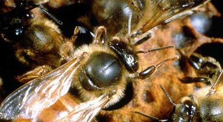胡蜂有蜂后吗 蜂群中的蜂后如何辨别