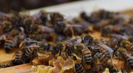 蜜蜂分蜂前有什么征兆（蜜蜂分蜂前兆后多久分蜂）