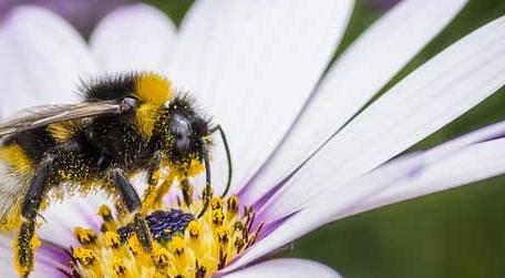 蜜蜂采蜜对花有什么好处 蜜蜂采蜜对花有什么好处?