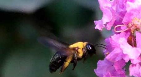 一种黑色的蜂是什么蜂 南方黑色蜂是什么蜂