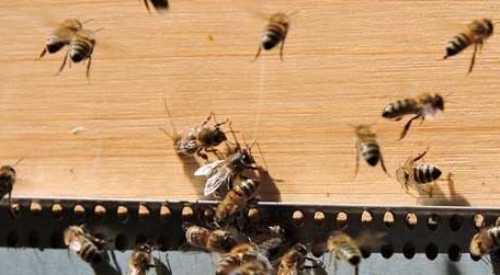 蜜蜂为什么会朝王 为什么蜜蜂都跟着蜂王