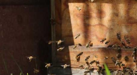 什么东西吸引蜜蜂快 什么东西能吸引蜜蜂