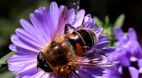 蜜蜂最怕什么东西熏到 蜜蜂最怕什么东西