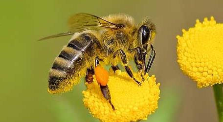 什么气味能让蜜蜂弃巢 蜜蜂怎么会在家里筑巢