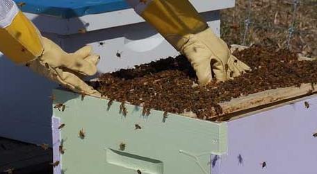 原地分蜂的最好方法 原地分蜂一般什么时候分好