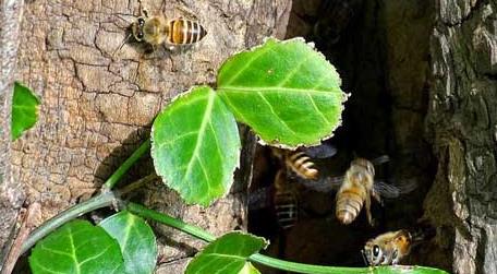 怎样知道附近有野生蜜蜂窝 怎样寻找野生蜜蜂巢