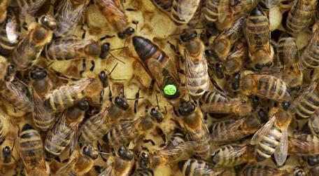 怎样从蜂团中找到蜂王 蜂团里如何找到蜂王