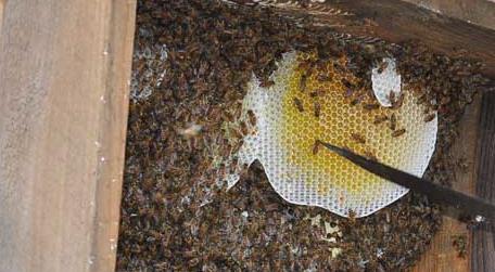 中蜂什么时候取蜜 中蜂什么时候可以取蜂蜜