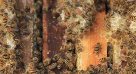 中蜂怎么合并蜂群 中蜂如何分群