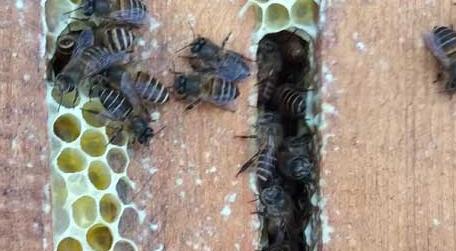 最适合中蜂的蜂箱 中蜂用什么蜂箱养最好