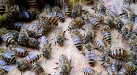 自然分蜂一次分几群 自然分蜂一年有几次