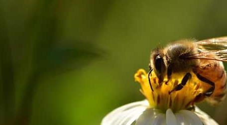蜜蜂生物学基础知识 蜜蜂有哪些生物学特性