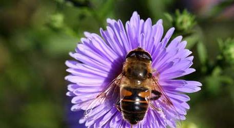 世界上有多少种蜜蜂（世界上有多少种蜜蜂把它们的图片都给我看一看）