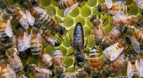 蜂群的组成是怎样的 蜂群有哪几种蜜蜂组成