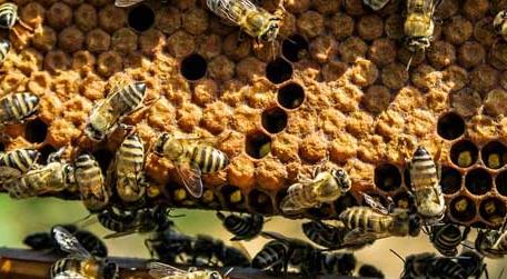 初学养蜂要了解哪些养蜂知识（养蜂的初步知识）