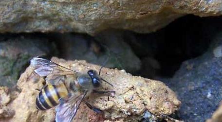 石洞里的野生蜜蜂如何收捕 在石缝的蜜蜂怎么收捕
