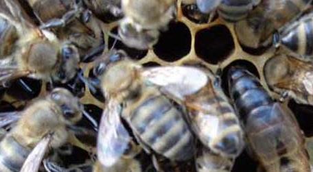东北黑蜂有什么特点 东北黑蜂是中蜂吗