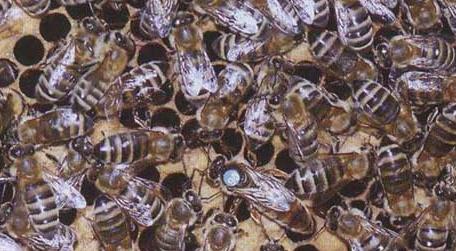 新疆黑蜂有什么特点 新疆黑蜂的优缺点