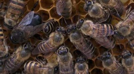 中蜂怎样才能养成强群 中蜂强群怎么养不分蜂