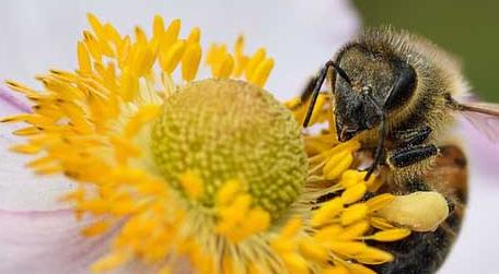 保育蜂、筑巢蜂、采蜜蜂的区别 保育蜂,筑巢蜂,采蜜蜂的区别图片