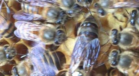 蜜蜂吃什么虫子 蜜蜂幼虫吃什么食物