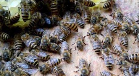 中蜂春季分蜂有几次 中蜂一年自然分蜂几次