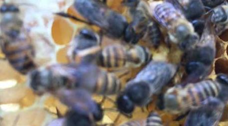 蜂群中有几个蜂王 蜂群在什么时候会围王