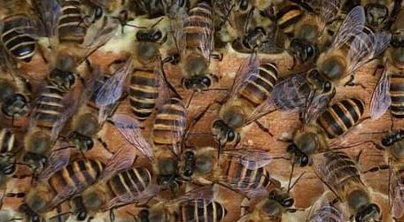 中蜂没有蜂王怎么分蜂 中蜂分蜂没有蜂王会成功吗