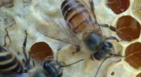 中蜂怎样防治分蜂热 中蜂如何消除分蜂热