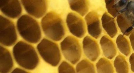 养蜂怎样分蜂 养蜂怎么防止自然分蜂