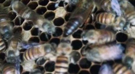 蜂螨怎么防治