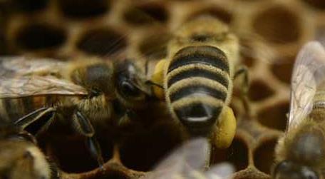 新手要了解哪些养蜂知识（新手养蜂要掌握哪些技术?）