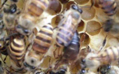 贵州纳雍中蜂 云贵中蜂与阿坝中蜂的区别