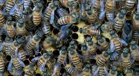 工蜂产卵会不会导致灭群 工蜂产卵有什么危害