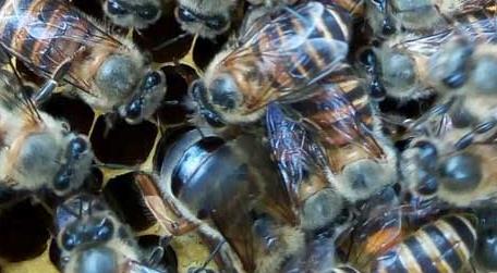 蜂群中出现工蜂产卵怎么办 工蜂产卵群怎么处理才好