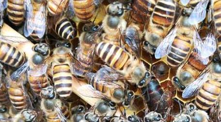 新手养蜂入门技术 新手养蜂要掌握哪些技术