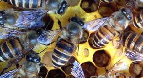 蜜蜂养殖有哪些秘诀（蜜蜂养殖要注意哪些）