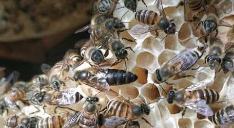 冬季怎么管理好蜂群 室内越冬蜂群怎样管理