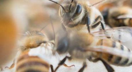 初学养蜂步骤及方法 养蜂初学者该怎么做