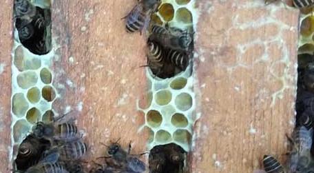 冬天蜜蜂如何喂食 蜜蜂冬天怎么喂养才安全
