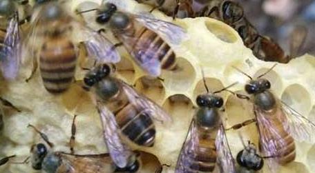 一箱蜜蜂一年能繁殖几次 一只蜜蜂一天可以产多少蜂蜜