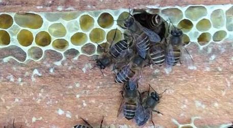 农村土蜜蜂高效养殖技术 蜜蜂养殖实用技术