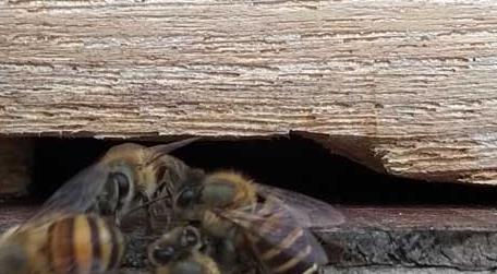如何诱捕别人家的蜜蜂 怎样捕蜜蜂