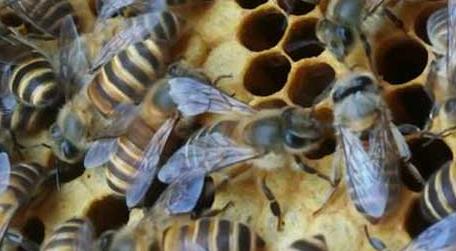 冬天怎样养蜂才有效果 冬天养蜂怎么保温才正确