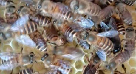 冬季蜜蜂多久喂一次 冬季养蜂多少天喂一次